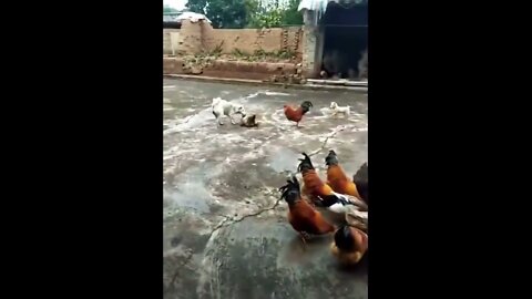 Funny Dog Fight Videos - Chicken VS Dog Fight