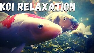 Relaxing video swimming koi
