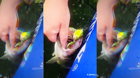 EPIC! PNW Top Water Largemouth Bass!!! Preview!