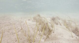 South Florida scientists concerned over seagrass decline in the Loxahatchee River