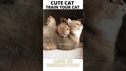 cute funny cats - Train your Cat - ShortToon - #shorts