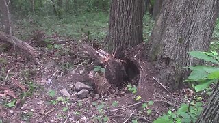 89 cutting the dead Ash Tree