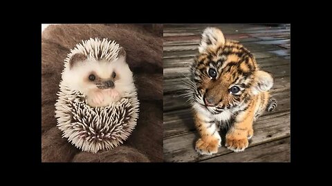 Cute baby animals video compilation | Funny and cute moments of animals