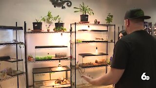 Reptiles looking for forever homes at Idaho Reptile Zoo
