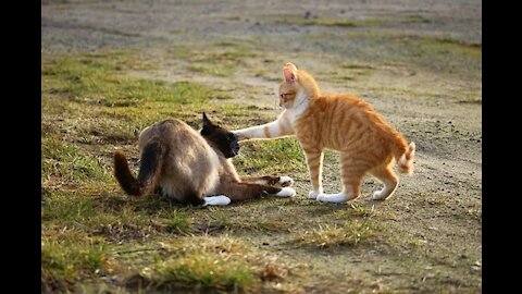 hot fighting between cats !!!!