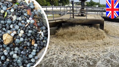 Sewage plants leaking millions of tiny plastic beads into British seas - TomoNews