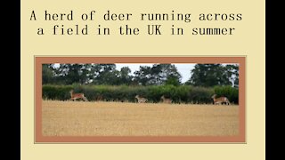 A herd of deer running - does with fawns