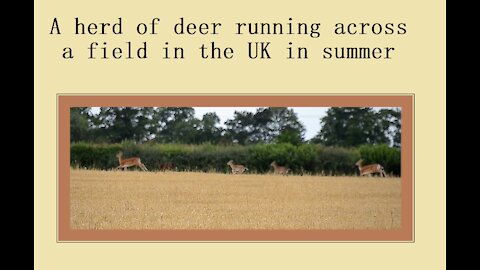 A herd of deer running - does with fawns