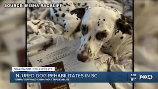 Injured dog rehabilitating in South Carolina
