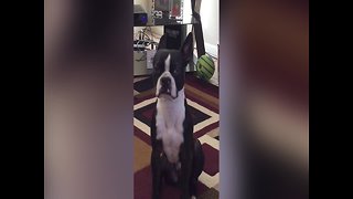 Dog Lets his Owner Know just how much he wants a Snack