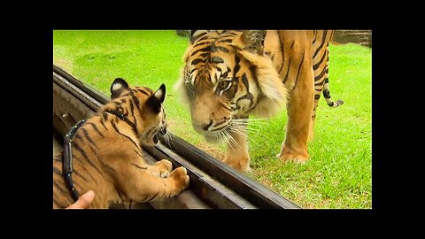 Emotional Reunion: Wild Cubs Reconnect with Parents After Years Apart