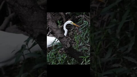 Bayou Blues - Swamp land photo Adventure