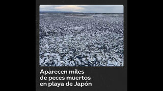 Sardinas y caballas cubren una playa de Japón por razones desconocidas