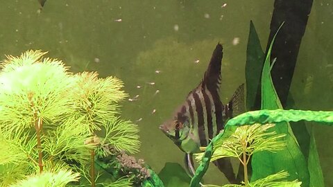 Angelfish caring for their offspring.