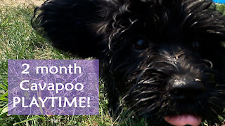 Playtime with a Cavapoo Puppy