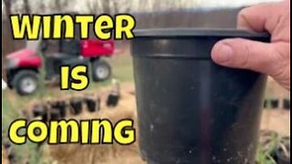 How to Overwinter Potted Plants | How to Overwinter Perennials | How to Over Winter Plants