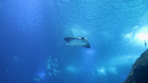 Stingrays in perfect formation drift past thrilled scuba diver in the Galapagos Part 1