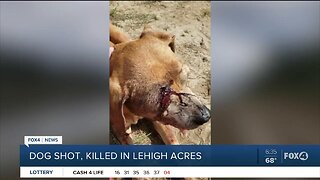 Reward being offered for information on person who shot a dog and left it for dead in Lehigh