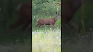 Kentucky Lake BC visited by a deer #campingtrip #exploring #campinglife