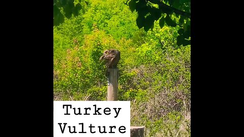 Turkey Vulture in the back pasture cleaning itself. #Oklahoma #Wildlife