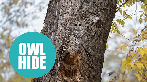 This owl is so well camouflaged that it is almost impossible to spot