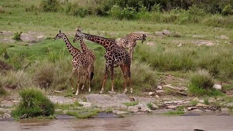 Kenya and its Beautiful Wildlife