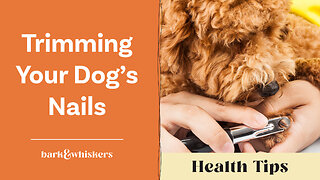 Dr. Becker on Trimming Your Dog's Nails