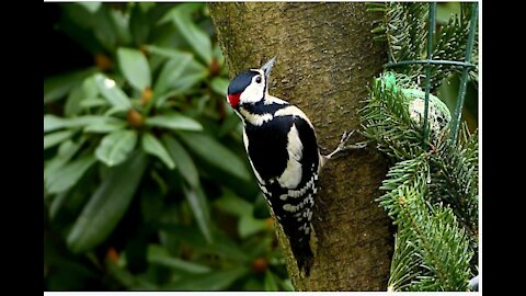 Watch a bird's beak