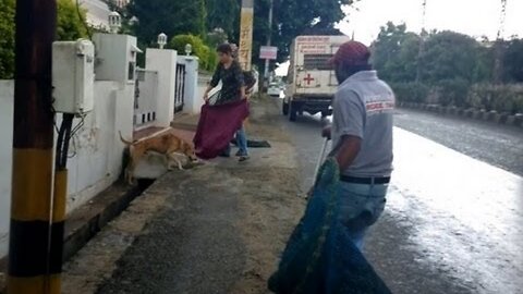 Wounded and starving feral street dog rescued