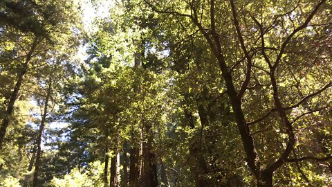 California Redwoods still ok