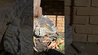 Huge Green iguana eating his food.