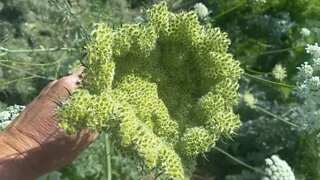 Holy Carrot Seed! Harvesting carrot seed and planting garlic.