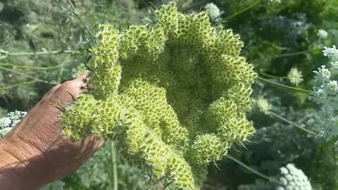 Holy Carrot Seed! Harvesting carrot seed and planting garlic.