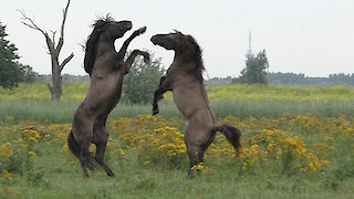 Majestic battle for dominance between wild Konik horses