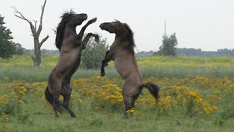 Majestic battle for dominance between wild Konik horses