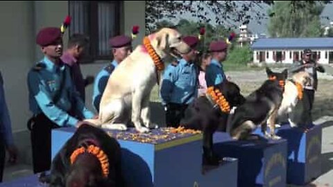 Polícia no Nepal venera cães de serviço