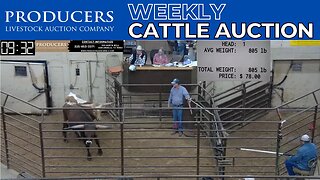 4/13/2023 - Producers Livestock Auction Company Cattle Auction
