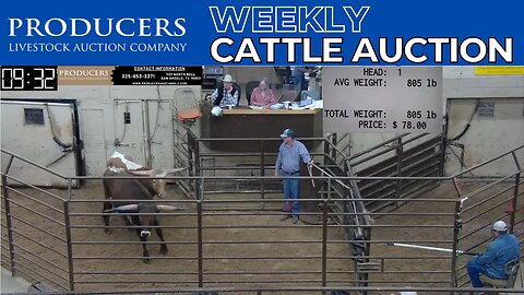 4/13/2023 - Producers Livestock Auction Company Cattle Auction