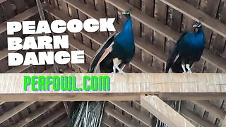 Peacock Barn Dance, Peacock Minute, peafowl.com