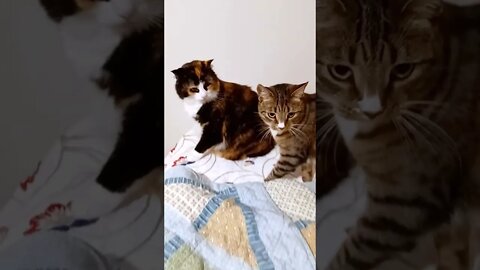 Almost a Cat Fight - Brother Backs Down From Sister