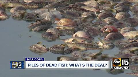 Thousands of dead fish found in Maricopa community ponds
