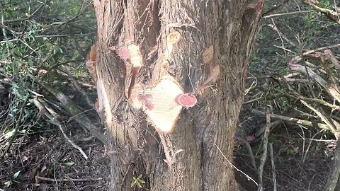 Clearing brush and harvesting cedar saw logs.