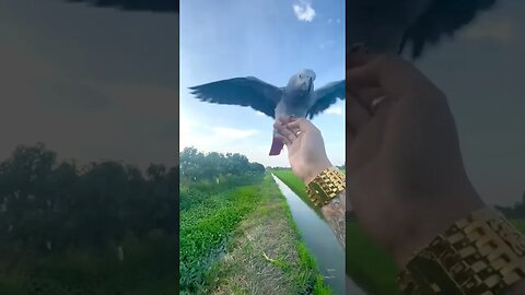 Con Vẹt nói được tiếng người