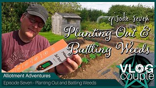 Allotment Adventures Episode 7 - Planting out and battling the weeds