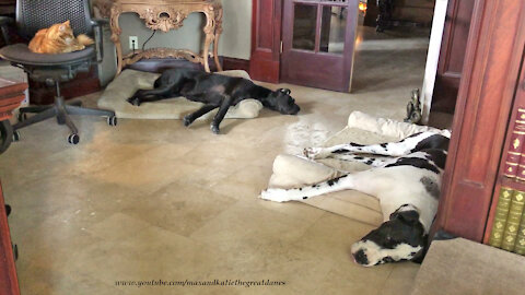 Cat And Sleepy Great Danes Enjoy Nap Time Together