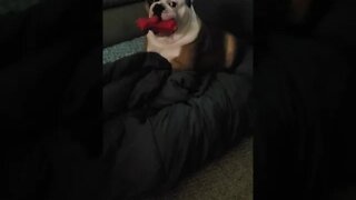 Bulldog Playing With His Toy