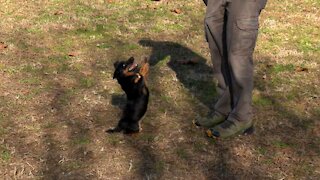 Little Dog Loves Doing Backflips & Tricks!