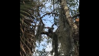 Woody Wood Pecker at Myakka River Park