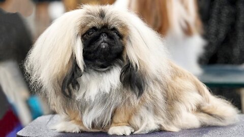 TOP 10 Dog Breeds for Dog Shows - Simply Stunning!