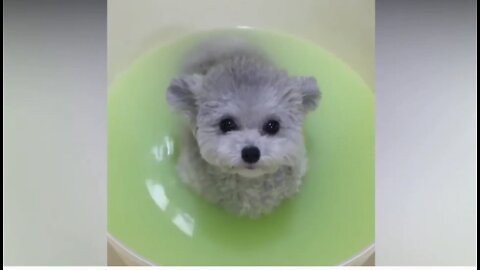 Cute little pup really loves to take bath in green herbal water... So relaxing